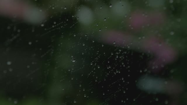 Large Drops Of Tropical Rain Running Down The Car Window