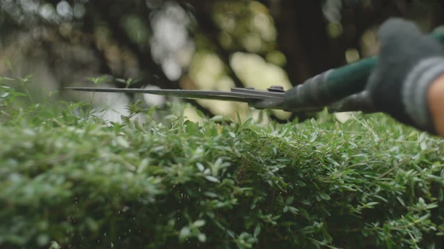 Human Mows A Bush Scissors Close-up