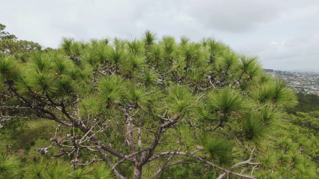 View Of The Tops Of Coniferous Trees