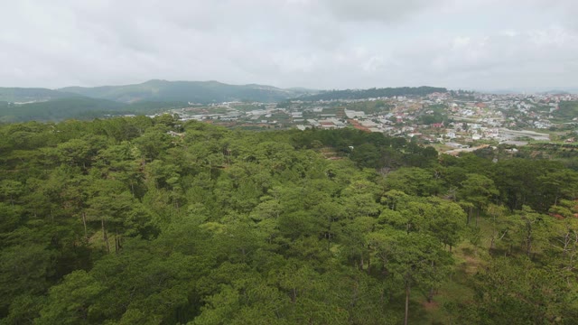 View Of The Conifers And The Town