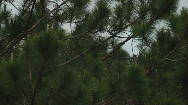 View Of The Conifers And The Town