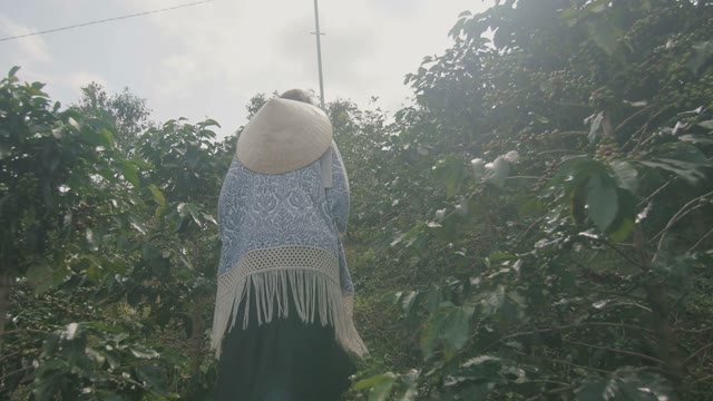Woman Goes On A Coffee Plantation