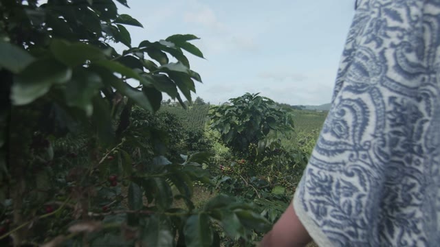 Woman Goes On A Coffee Plantation Close-up