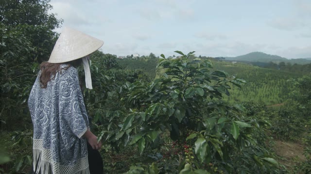 Woman Walks On A Coffee Plantation