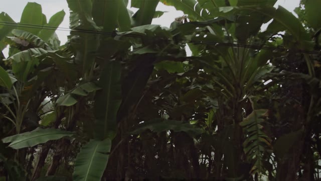 Beautiful View Of The Green Palm Trees