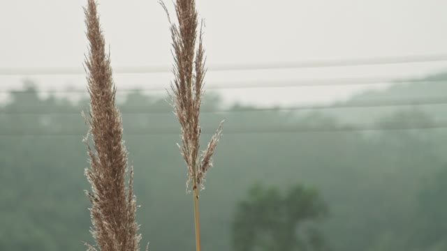 Sprigs Reeds Close