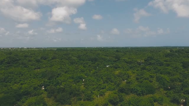 Incredibly Beautiful And Splendid Green Forests