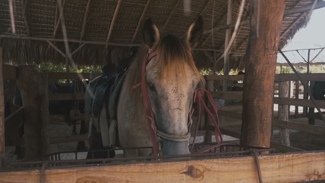 The Stallion Eats Hay In The Stables