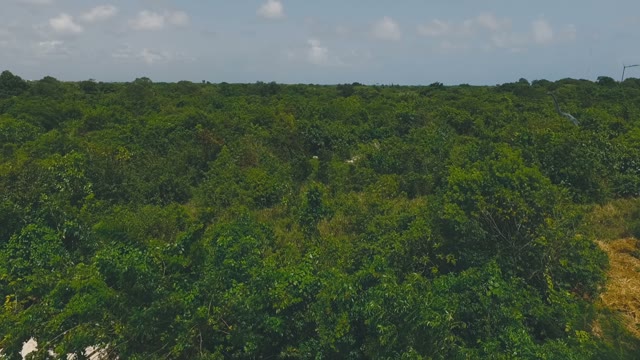 Graceful And Delightful Tropical Forests