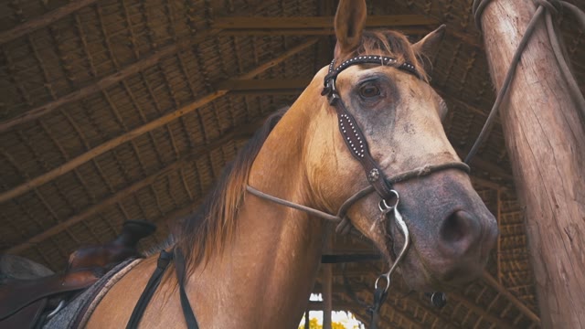 Adult Brown Horse In The Stables