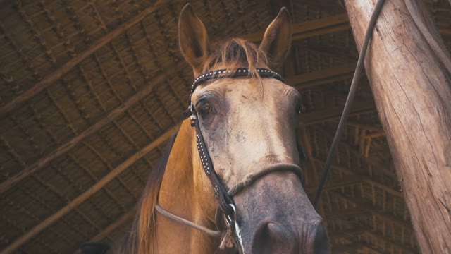 Beautiful Brown Horse In The Stable