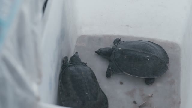 The Large Asian Turtle Sitting In A Plastic Pot