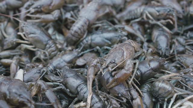 A Pile Of Crabs Crawling Over Each Other