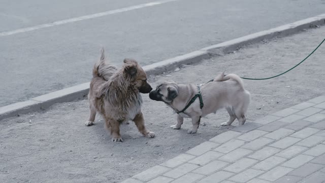 Two Dogs Sniffing Each Other On A Street