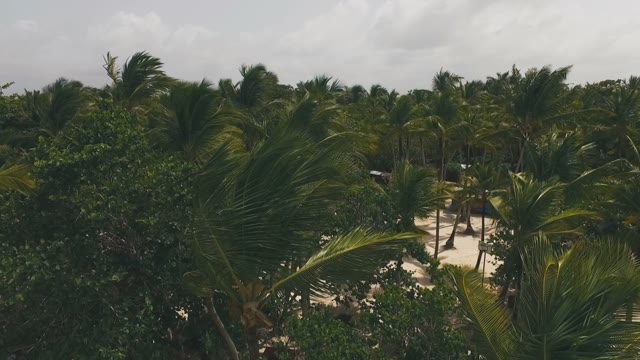 Camp Tropical Jungle
