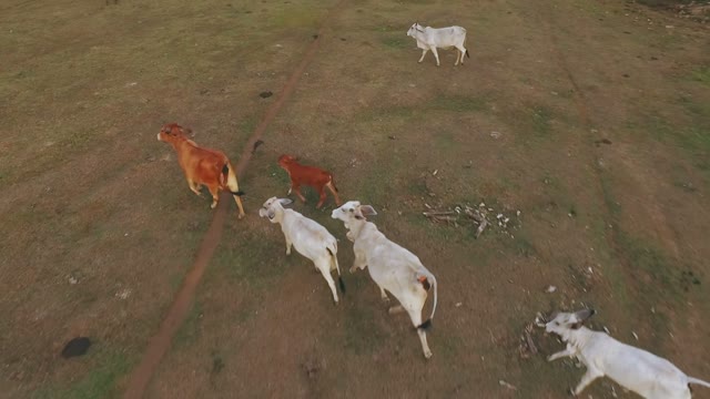 A Huge Herd Of Cows Grazing In The Steppe