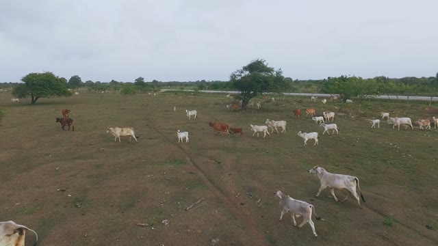 A Huge Herd Of Cows Running Across The Steppe
