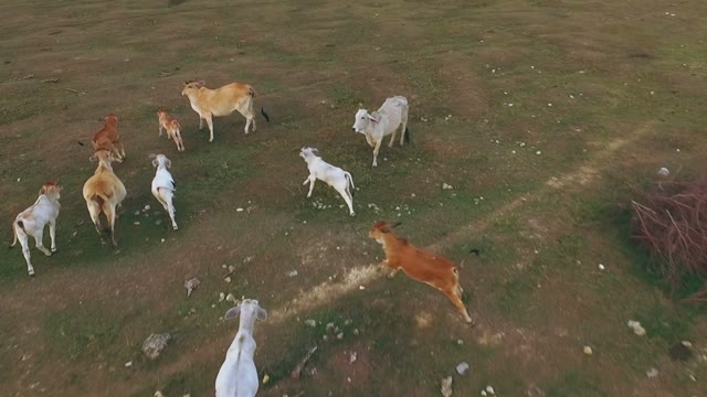 A Herd Of Cows Runs Across The Steppe