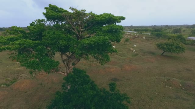 Many Cows Graze On Green Hills