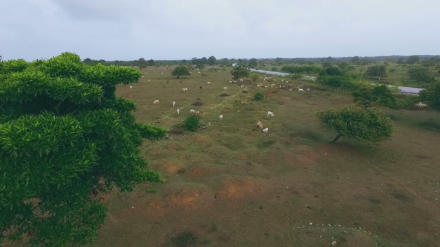 Many Cows Graze Steppe
