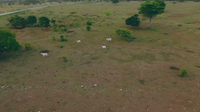 Cows Graze Steppes
