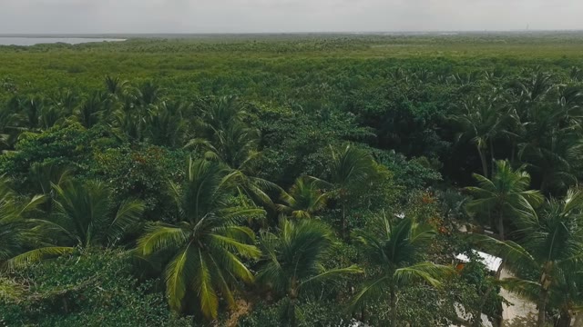 Parking In The Tropical Jungle