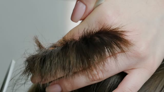 Hairdresser Cuts Hair Close-up