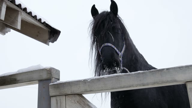 Black Horse In The Paddock