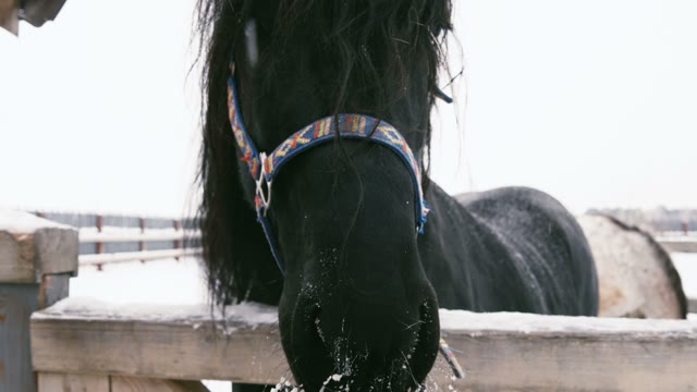 Horse Chews The Snow