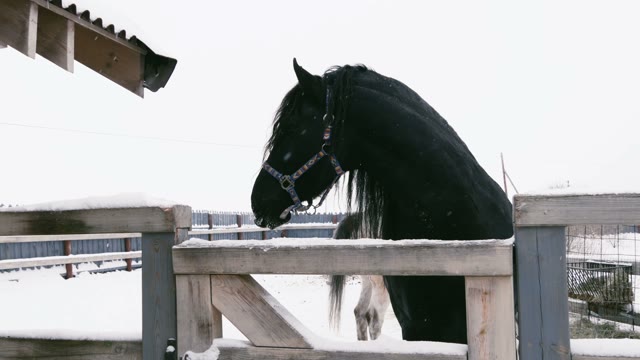 Black Horse Stands In The Paddock