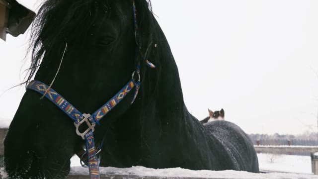 Muzzle Of A Black Horse In A Paddock