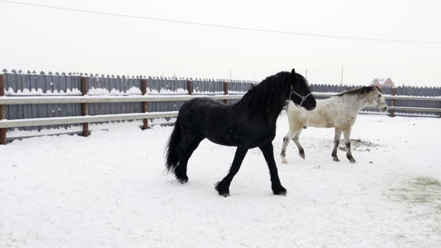 Black And White Horses