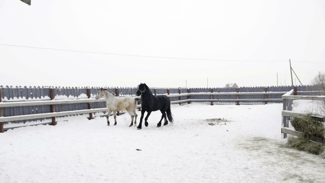 White And Black Horse