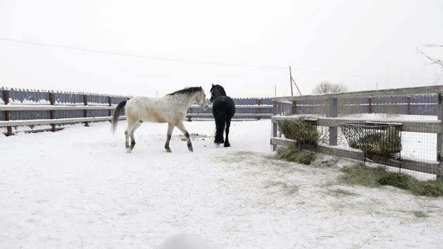 White And Black Horse Walks Around