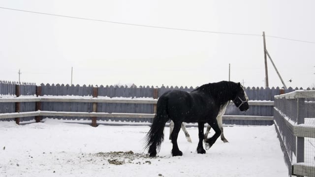 Black And White Horses Walk Around The Paddock