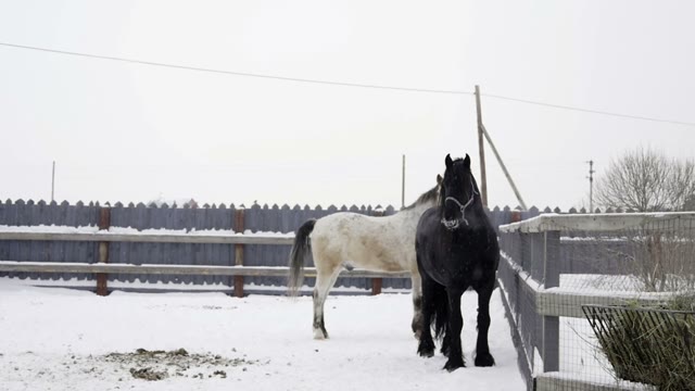 Black Horse Chews The Snow In The Paddock