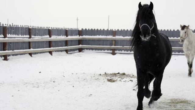 Black Horse Runs Towards The Camera