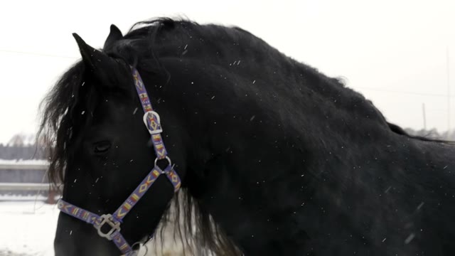 Black And White Horse Inside The Paddock