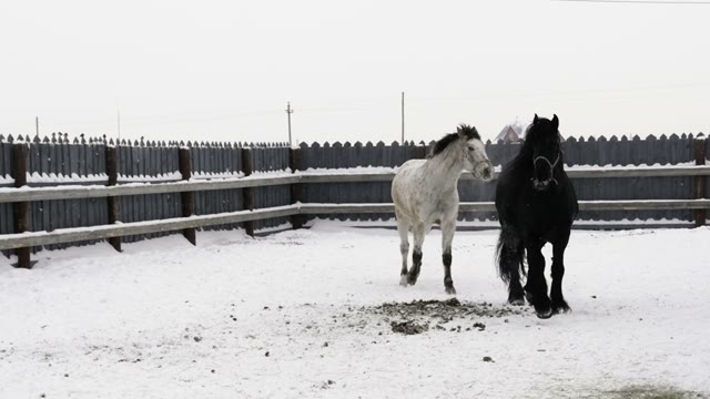 Horses Run Inside The Paddock