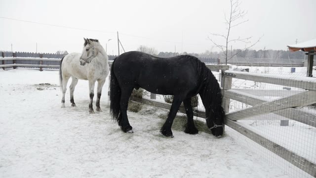 Back Horse Eats Hay