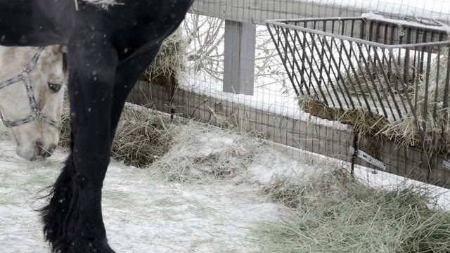 Horses Eat Hay
