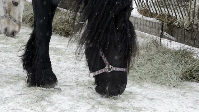 Black Horse Chews Hay