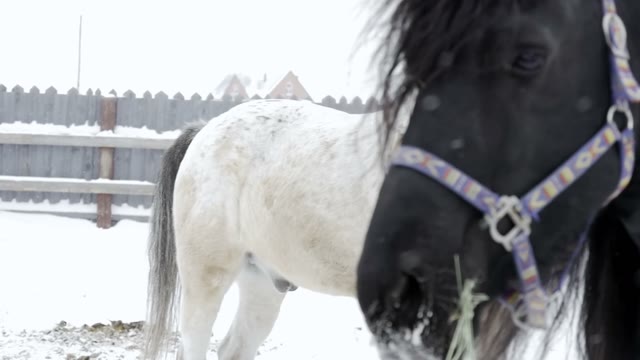 White And Black Horse