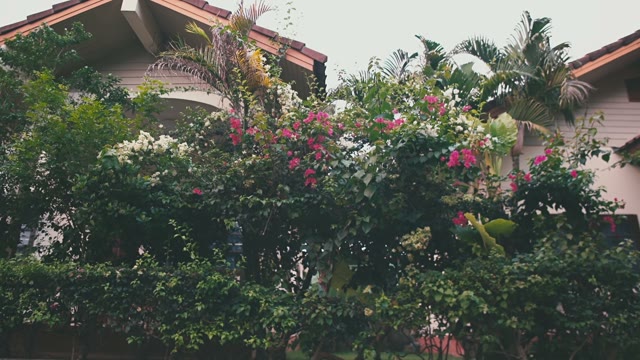 Blossoming Garden Near The House