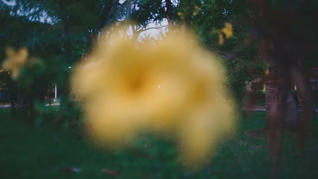 Yellow Flowers Grow In The Garden