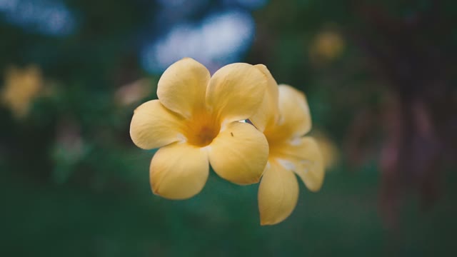 Flower Grows In The Garden
