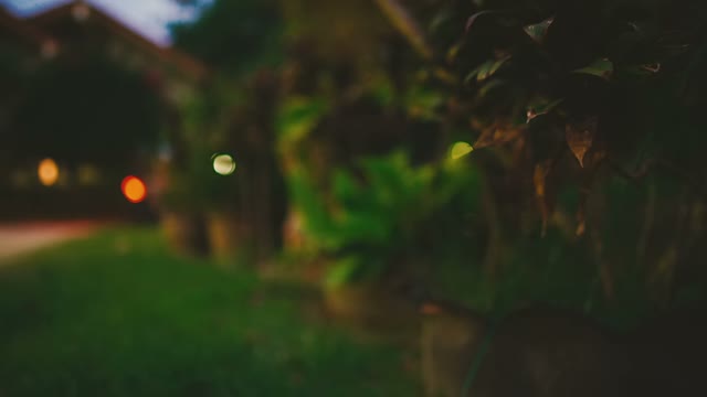 Plants Garden
