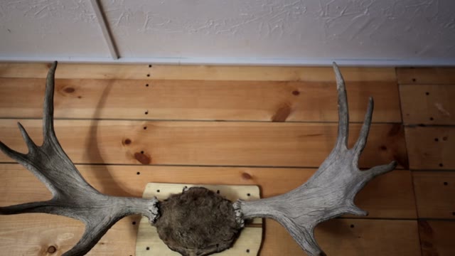 Deer Horns Hang Wall