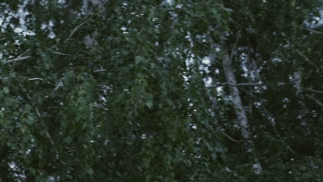 Trees Stand In The Forest