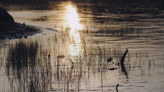 Sun's Rays Are Reflected In The Water